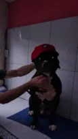 Black ou negão 