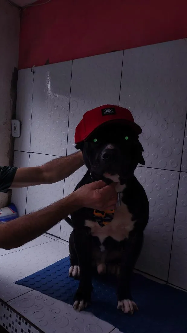 Cachorro raça Pit-Bull idade 3 anos nome Black ou negão 