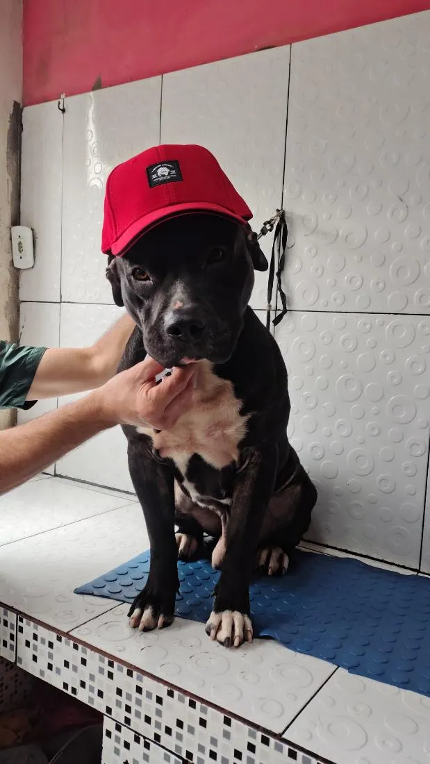 Cachorro raça Pit-Bull idade 3 anos nome Black ou negão 