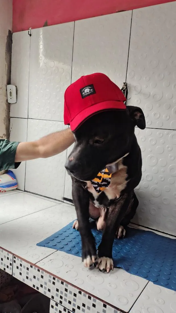 Cachorro raça Pit-Bull idade 3 anos nome Black ou negão 