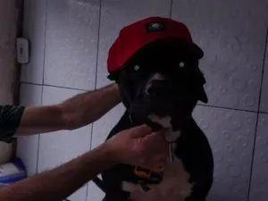 Cachorro raça Pit-Bull idade 3 anos nome Black ou negão 