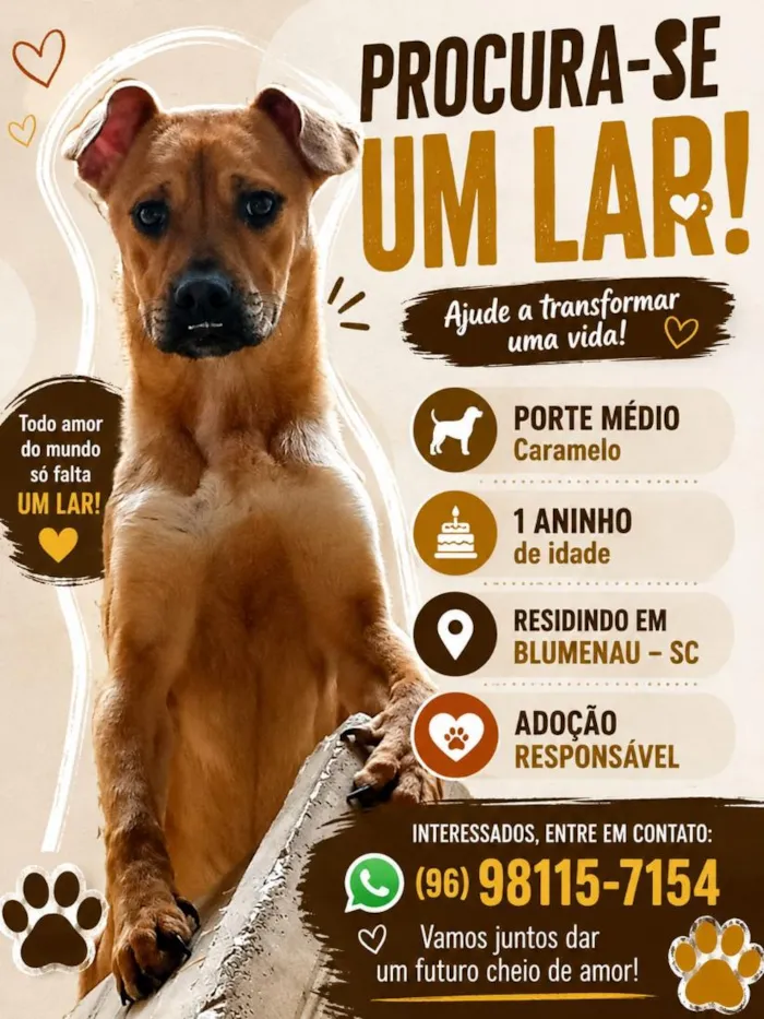 Cachorro raça SRD-ViraLata idade 1 ano nome Lolla
