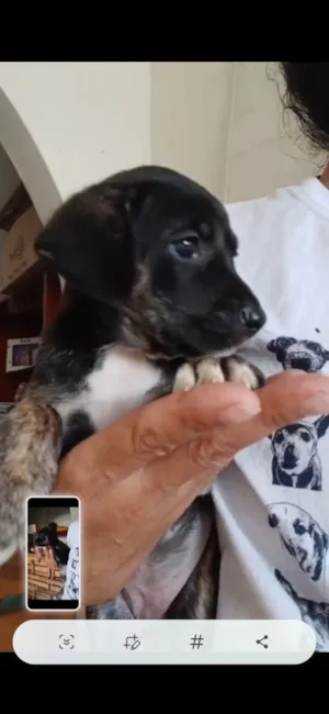 Cachorro raça SRD-ViraLata idade 2 a 6 meses nome Lanna