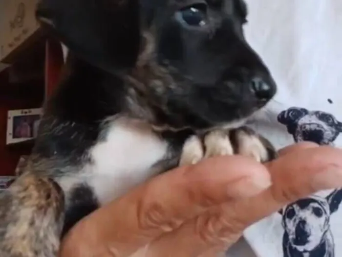 Cachorro raça SRD-ViraLata idade 2 a 6 meses nome Lanna