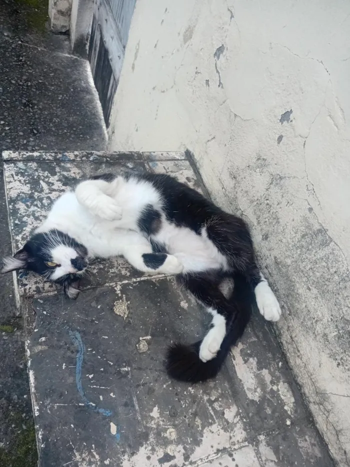 Gato raça SRD-ViraLata idade 2 anos nome não sei