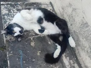 Gato raça SRD-ViraLata idade 2 anos nome não sei