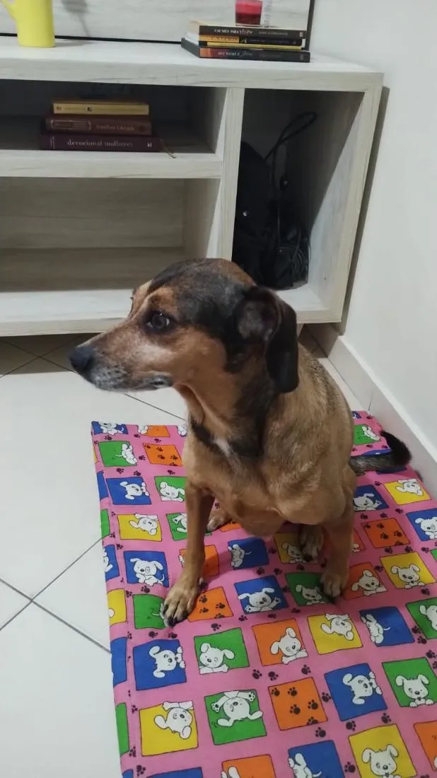 Cachorro raça SRD-ViraLata idade 6 ou mais anos nome Aurora