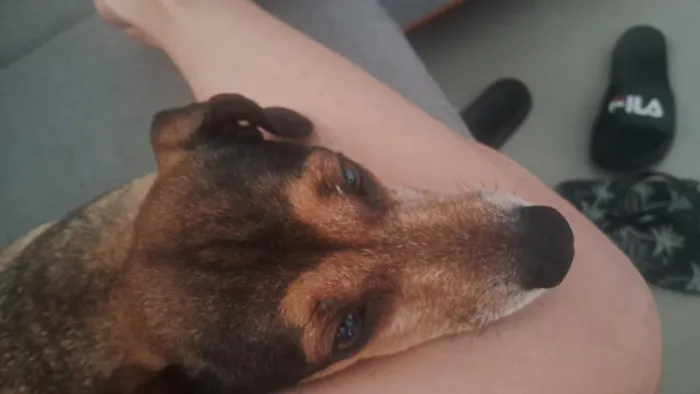 Cachorro raça SRD-ViraLata idade 6 ou mais anos nome Aurora