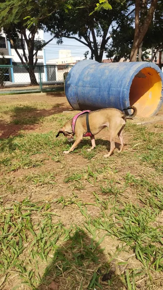 Cachorro raça SRD-ViraLata idade 6 ou mais anos nome Aurora