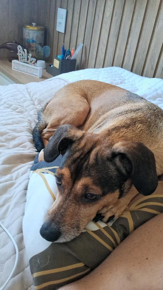 Cachorro raça SRD-ViraLata idade 6 ou mais anos nome Aurora
