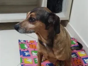 Cachorro raça SRD-ViraLata idade 6 ou mais anos nome Aurora