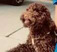 Não sei o nome dele mas estou chamando de “tico”