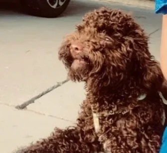Cachorro raça Poodle idade 1 ano nome Não sei o nome dele mas estou chamando de “tico”