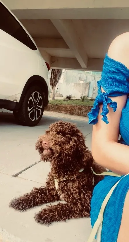 Cachorro raça Poodle idade 1 ano nome Não sei o nome dele mas estou chamando de “tico”