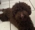 Não sei o nome dele mas estou chamando de “tico”