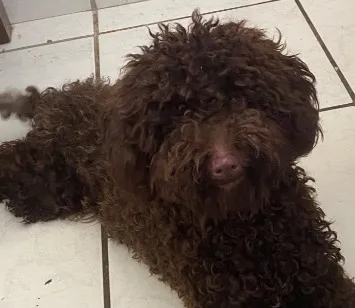 Cachorro raça Poodle idade 1 ano nome Não sei o nome dele mas estou chamando de “tico”