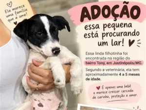 Cachorro raça SRD-ViraLata idade 2 a 6 meses nome Luna 