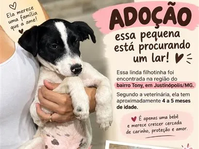 Cachorro raça SRD-ViraLata idade 2 a 6 meses nome Luna 