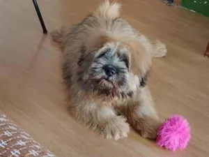 Cachorro raça Shitzu idade 7 a 11 meses nome paçoca 