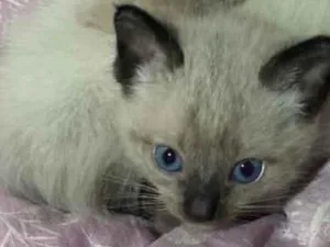 Gato raça SRD-ViraLata idade Abaixo de 2 meses nome Nina e Fred