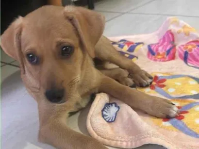 Cachorro raça SRD-ViraLata idade 2 a 6 meses nome Rita