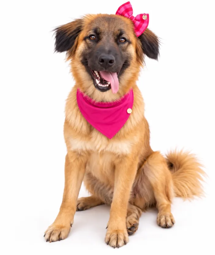 Cachorro raça SRD-ViraLata idade 1 ano nome Lua