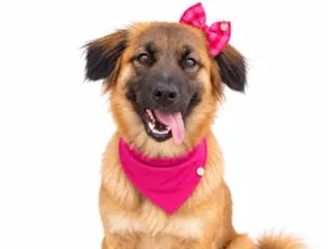Cachorro raça SRD-ViraLata idade 1 ano nome Lua