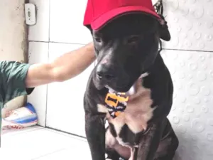 Cachorro raça Pit-Bull idade 3 anos nome Black ou negão 