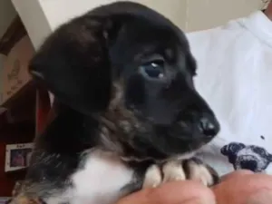 Cachorro raça SRD-ViraLata idade 2 a 6 meses nome Lanna