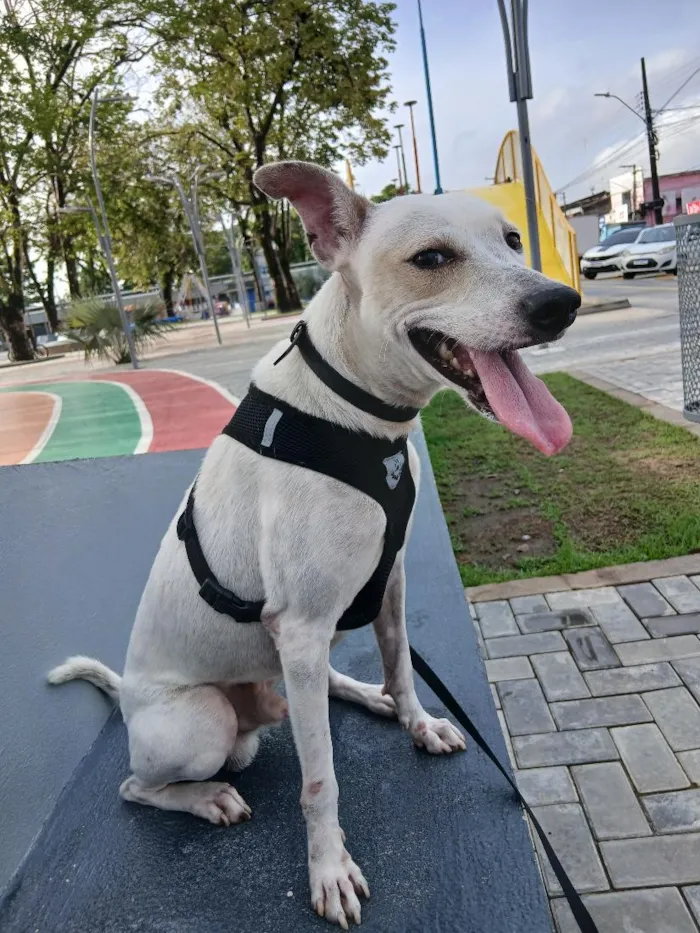 Cachorro raça SRD-ViraLata idade 3 anos nome Jubileu