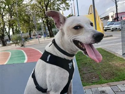 Cachorro raça SRD-ViraLata idade 3 anos nome Jubileu
