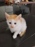 gatinhos