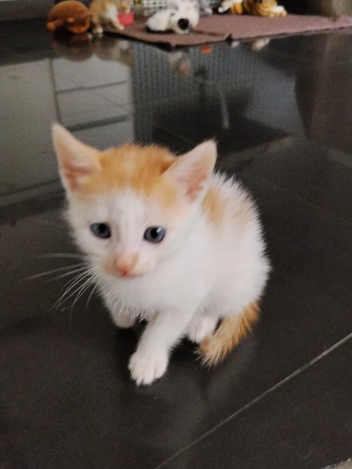 Gato raça SRD-ViraLata idade 2 a 6 meses nome gatinhos