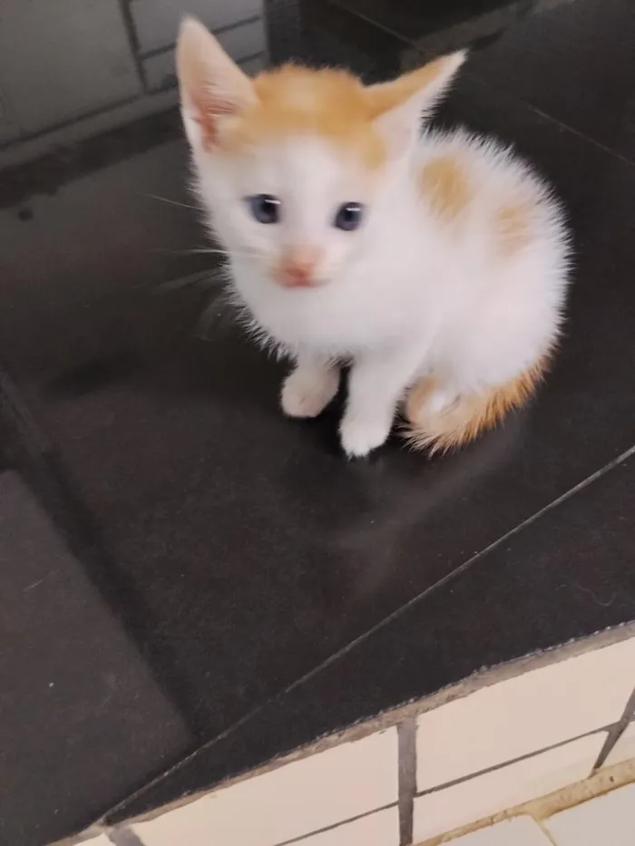 Gato raça SRD-ViraLata idade 2 a 6 meses nome gatinhos