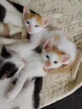 gatinhos