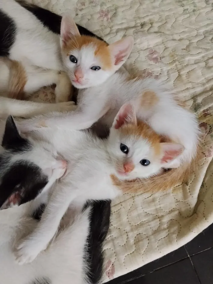 Gato raça SRD-ViraLata idade 2 a 6 meses nome gatinhos