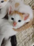 gatinhos