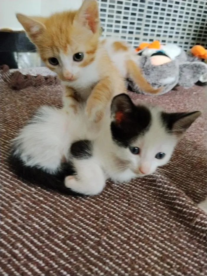 Gato raça SRD-ViraLata idade 2 a 6 meses nome gatinhos