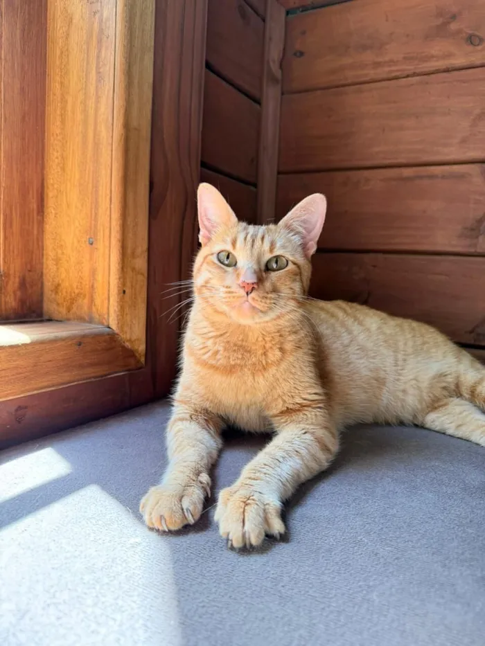 Gato raça SRD-ViraLata idade 3 anos nome Ravióli