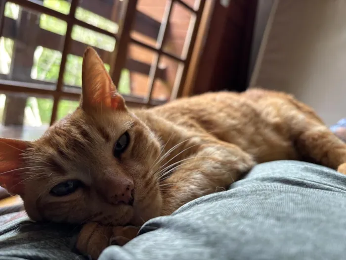 Gato raça SRD-ViraLata idade 3 anos nome Ravióli