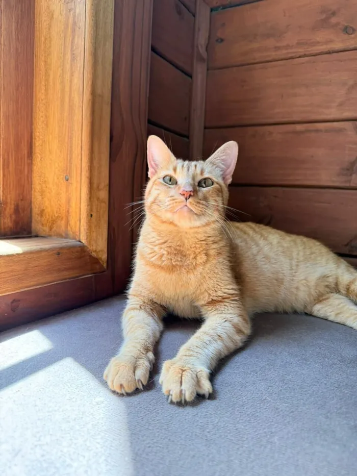 Gato raça SRD-ViraLata idade 3 anos nome Ravióli