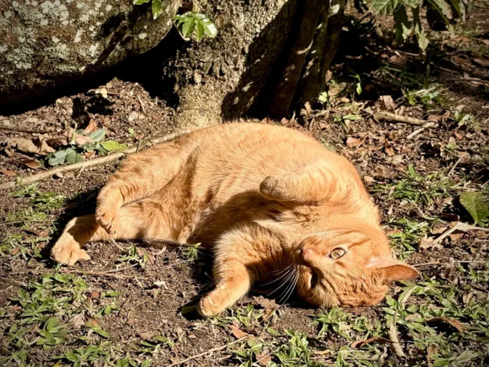 Gato raça SRD-ViraLata idade 3 anos nome Ravióli