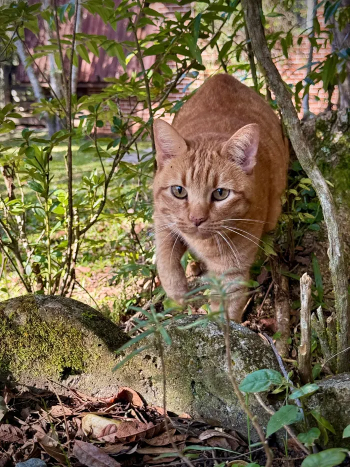 Gato raça SRD-ViraLata idade 3 anos nome Ravióli
