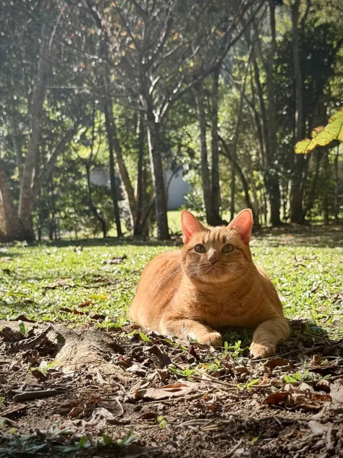 Gato raça SRD-ViraLata idade 3 anos nome Ravióli
