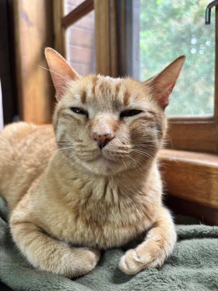 Gato raça SRD-ViraLata idade 3 anos nome Ravióli