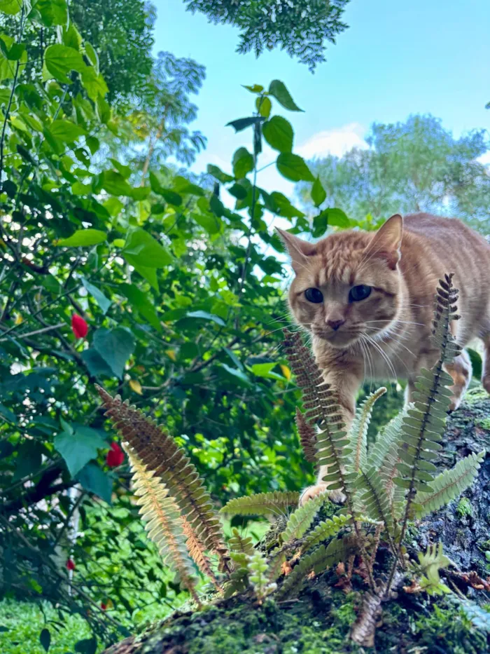 Gato raça SRD-ViraLata idade 3 anos nome Ravióli