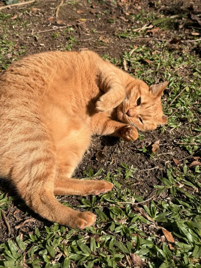 Gato raça SRD-ViraLata idade 3 anos nome Ravióli