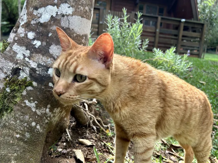 Gato raça SRD-ViraLata idade 3 anos nome Ravióli