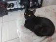 lilica