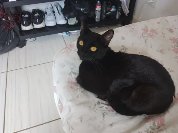 Gato raça SRD-ViraLata idade 1 ano nome lilica